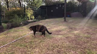 Cautious Kitty Doesn't Trust The Garden Hose