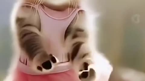 @catvid