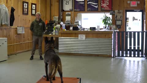 Teach your dog to go to their bed ON COMMAND- This is the easiest dog training process