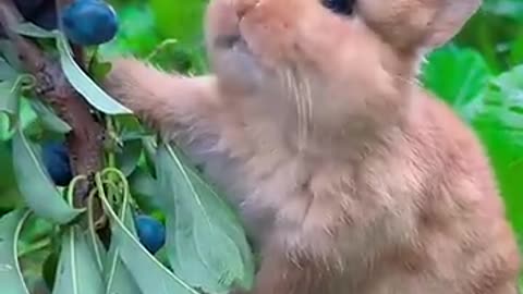 Cute and Lovely Animal 1