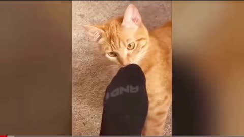 Funny cat videos 😂🐈🐈WATCH THIS OUT NOW