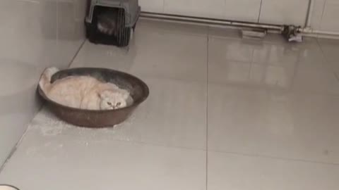 The cat in the family is so strange that it is lying in the cat litter basin to rest