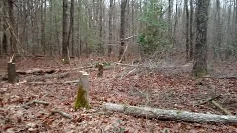 Clearing a spot for the camper and another tall tree hitting other trees.