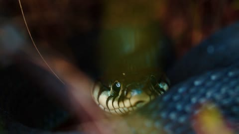 Dice Snake Swims through Marshes of Swamp Thickets and Algae. Natrix