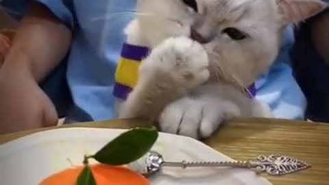 Funny cat - Time To Eat 2021😄😄