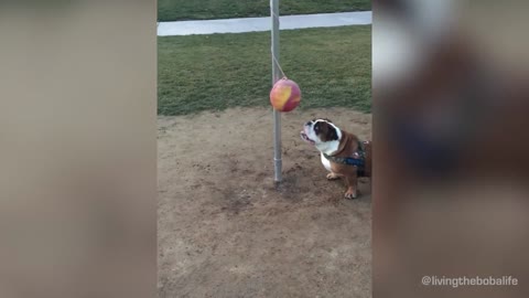 Activo Bulldog adora hacer ejercicio con una pelota atada