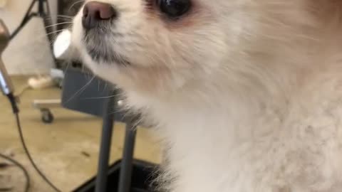 A puppy I met at a hair salon. You look so cute.