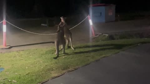 Kangaroo Tussle Turns Into Family Entertainment in Australia