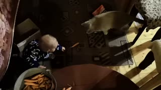 Cat Helps a Kid Collect Carrots