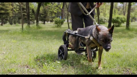 A dog with paralyzed hind legs in the wheelchair