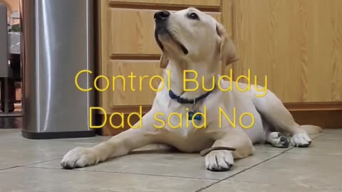 How well trained the labrador dogS