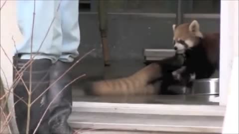 See the amazing appearance of Red panda