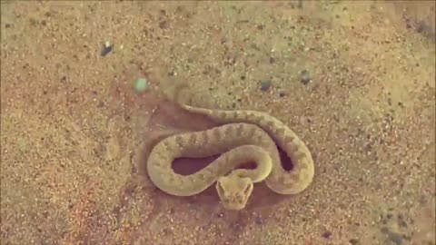 desert snake