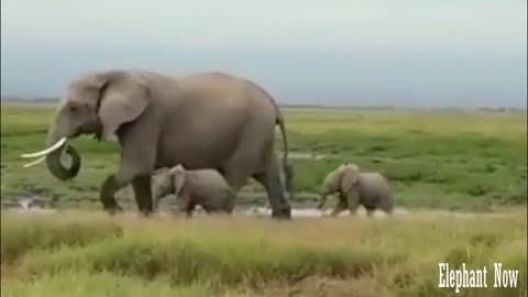 Two Elephants Small Walking Next To His Father.