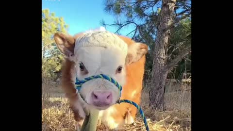 A cow with a cotton hat