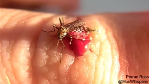 Mosquitoes Suck Blood Until They Burst