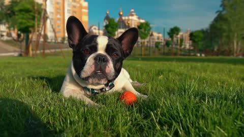 Puppy Posing Outdoors Cityscape (Dog)