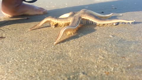 Starfish Walking on the Beach