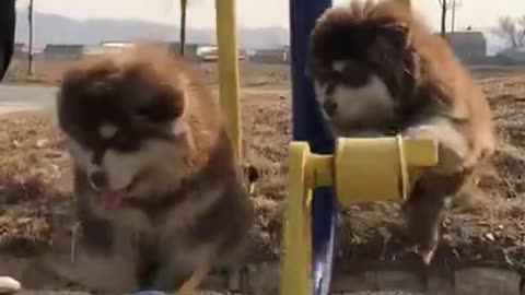 Cute dogs swing funny video