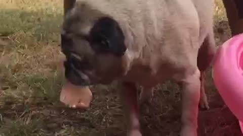 Pug pink kiddie pool swim