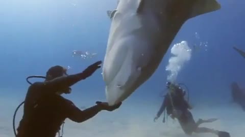 Fearless diver having some fun with this 'playful' shark