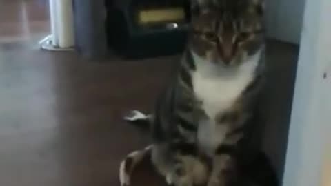 The World's Most Beautiful Dancing Kitty...