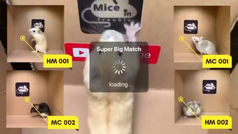 HAMSTER vs SMART MICE on Takeshi Castle Maze Games