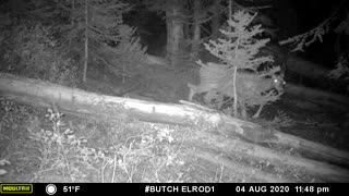 Mule Deer Sneaking