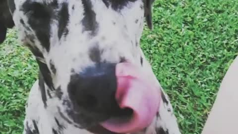 Great dane X Dalmatian