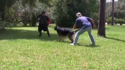 How To Make Dog Become Fully Aggressive With Few Simple Tricks !