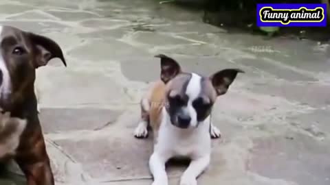 Funny Animal Videos 2022 - Funniest Cats And Dogs Videos - Funny Animals ; Funny comedy video