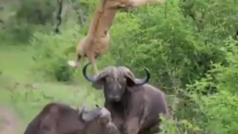 Buffalo more powerful than Lion