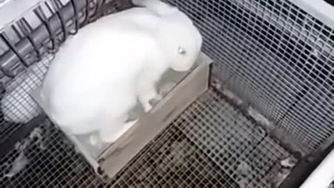 Mother Rabit Feeds Newborn Rabits