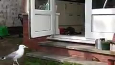 Cheeky Seagull Steals Food From Cats