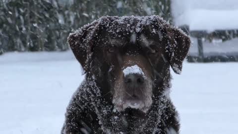 Dog Snow Out side