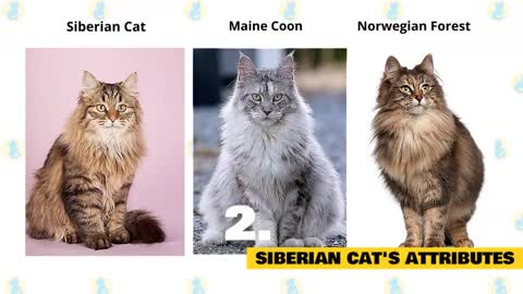 Siberian Cats 101 : Fun Facts & Myths!