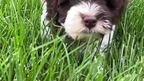 The cute puppy playing with baby.and baby teaching same trieks a puppy