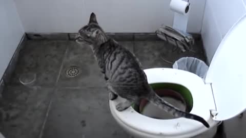 Cat shits in the vase and cleans its paw