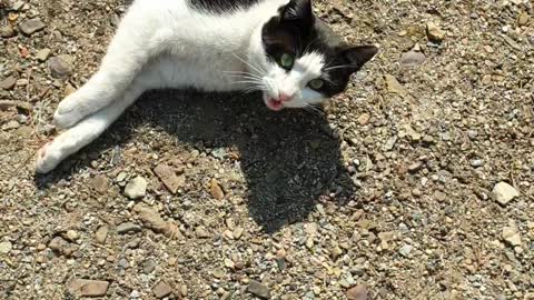 A street cat familiar with humans