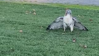 Heroes untangle and release large hawk stuck in baseball field net