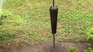 Squirrel Studies Bird Feeder to Sneak a Snack