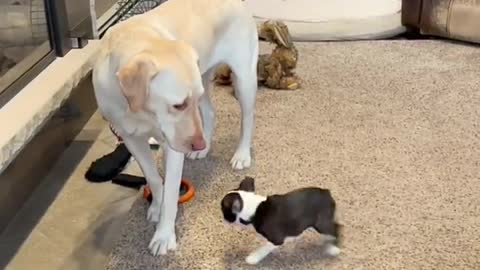 Jelly Bean’s introduction dance on first day home ...That's so incredibly cute