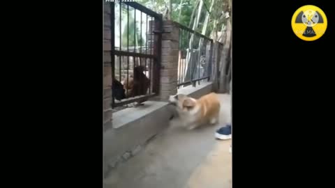 Dog vs Chicken Fight - Funny Dog Fight || cute Puppies