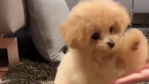 Cute AnimalsFunnyVideos 2024 | Compilation of Puppy Videos | Collection of Cute Dog Breeds