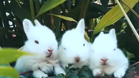 Funny and Cute Baby Bunny Rabbit Videos 🐇 Baby Animal Video 2021