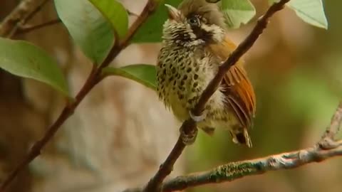 A bird rested on a branch