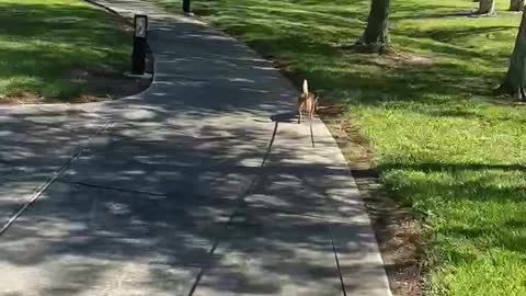 Piper hunting gators