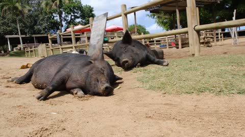 Pigs on vacation.