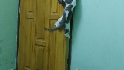 Determined Kitties Successfully Open Door