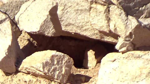 Upper Aztec Wash No.3 Petroglyphs